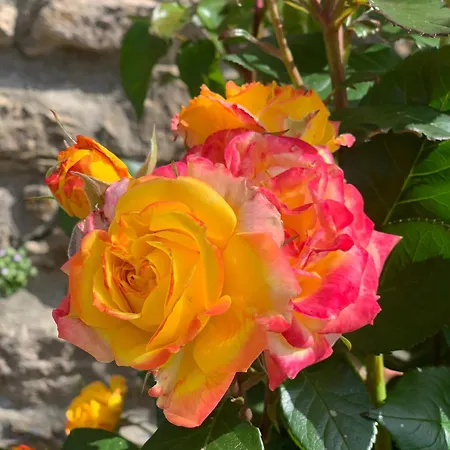 Les De Figon * Laudun