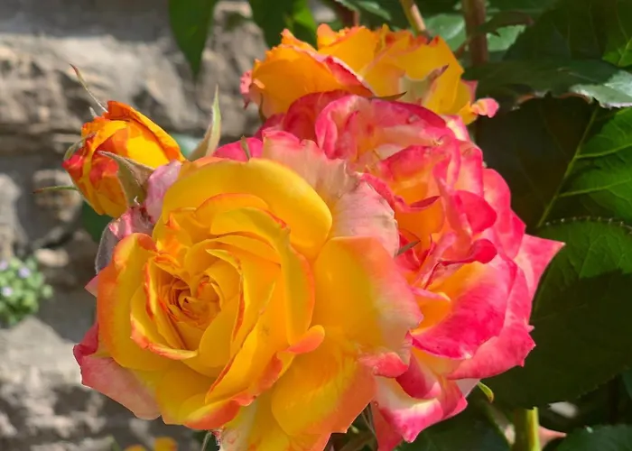 Les De Figon * Laudun